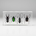 4 Genuine Beetles in Lucite (Antler, Long-Horned, Green Chafer, Stag)