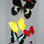 17 Genuine Butterflies // Vertical Acrylic Shadow Box