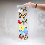 9 Genuine Butterflies // Vertical Acrylic Shadow Box