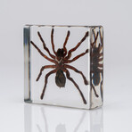 Genuine Single Tarantula in Lucite