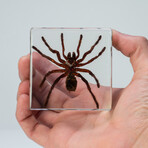 Genuine Single Tarantula in Lucite