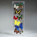 9 Genuine Butterflies // Acrylic Shadow Box