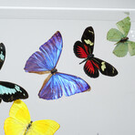 25 Genuine Butterflies // Acrylic Shadow Box