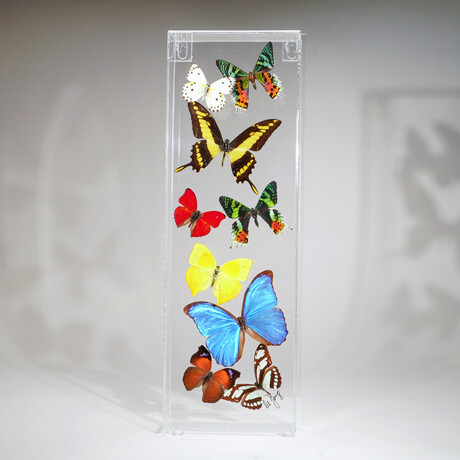 9 Genuine Butterflies // Vertical Acrylic Shadow Box