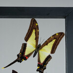 9 Genuine Butterflies v2 // Vertical Display Frame