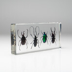 4 Genuine Beetles in Lucite (Antler, Long-Horned, Green Chafer, Stag)
