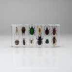 12 Genuine Bugs in Lucite