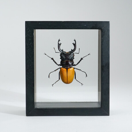 Genuine Stag Beetle (Odontolabis Lacordairei) // Display Frame