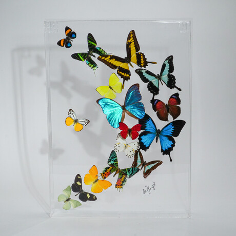 16 Genuine Butterflies v1 // Acrylic Shadow Box