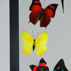 9 Genuine Butterflies v2 // Vertical Display Frame