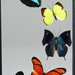 9 Genuine Butterflies v2 // Vertical Display Frame