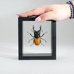 Genuine Stag Beetle (Odontolabis Lacordairei) // Display Frame