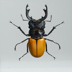 Genuine Stag Beetle (Odontolabis Lacordairei) // Display Frame