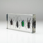 4 Genuine Beetles in Lucite (Antler, Long-Horned, Green Chafer, Stag)