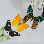 16 Genuine Butterflies v1 // Acrylic Shadow Box