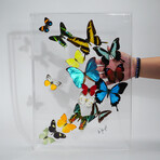 16 Genuine Butterflies v1 // Acrylic Shadow Box