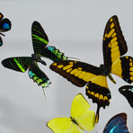 16 Genuine Butterflies v1 // Acrylic Shadow Box