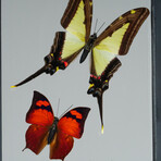 9 Genuine Butterflies v2 // Vertical Display Frame