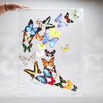 25 Genuine Butterflies // Acrylic Shadow Box