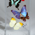 17 Genuine Butterflies // Vertical Acrylic Shadow Box