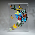 16 Genuine Butterflies v2 // Acrylic Shadow Box