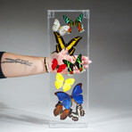 9 Genuine Butterflies // Acrylic Shadow Box