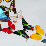 25 Genuine Butterflies // Acrylic Shadow Box