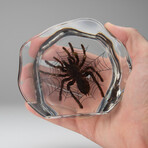 Genuine Tarantula Spider with Web in Freeform Lucite