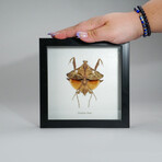 Genuine Deroplatys Lobata in Display Frame