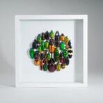 Genuine Beetles // Display Frame