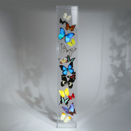 17 Genuine Butterflies // Vertical Acrylic Shadow Box