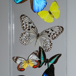 17 Genuine Butterflies // Vertical Acrylic Shadow Box