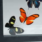 9 Genuine Butterflies v2 // Vertical Display Frame