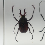 4 Genuine Beetles in Lucite (Antler, Long-Horned, Green Chafer, Stag)