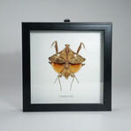 Genuine Deroplatys Lobata in Display Frame