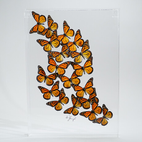 18 Genuine Monarch Butterflies // Acrylic Shadow Box
