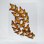 18 Genuine Monarch Butterflies // Acrylic Shadow Box