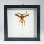 Genuine Nepa Species in Display Frame