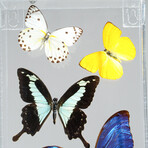 11 Genuine Butterflies // Acrylic Shadow Box