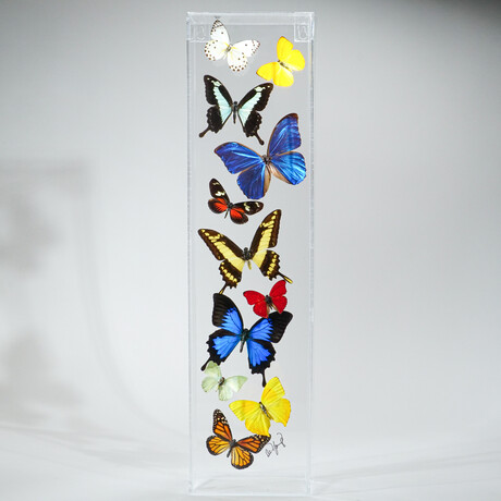 11 Genuine Butterflies // Acrylic Shadow Box
