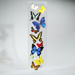 11 Genuine Butterflies // Acrylic Shadow Box