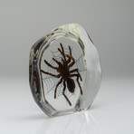 Genuine Tarantula Spider with Web in Freeform Lucite