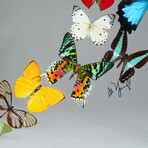 16 Genuine Butterflies v2 // Acrylic Shadow Box