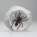 Genuine Tarantula Spider with Web in Freeform Lucite