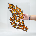 18 Genuine Monarch Butterflies // Acrylic Shadow Box