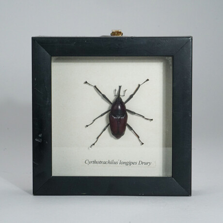 Genuine Weevil (Curculionidae) // Display Frame