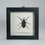 Genuine Weevil (Curculionidae) // Display Frame
