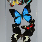 17 Genuine Butterflies // Vertical Acrylic Shadow Box