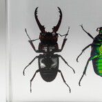 4 Genuine Beetles in Lucite (Antler, Long-Horned, Green Chafer, Stag)