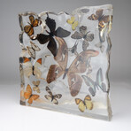 15 Genuine Butterflies in Lucite Freeform